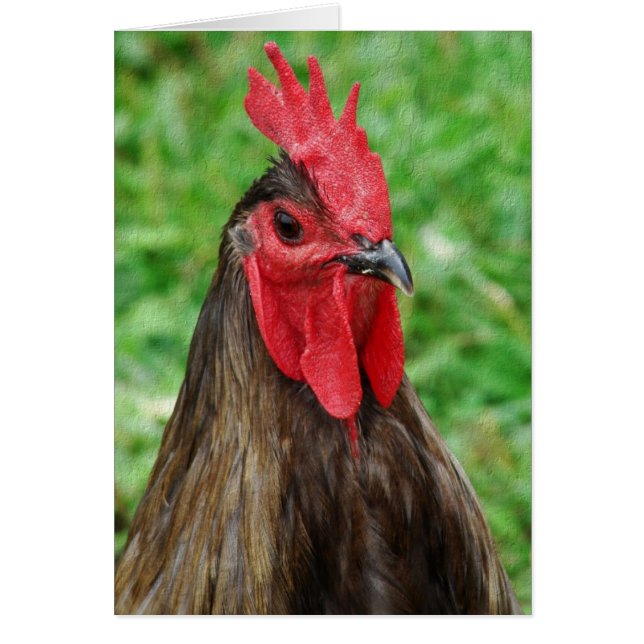 Blue Orpington Rooster With Texture Cards (Front)