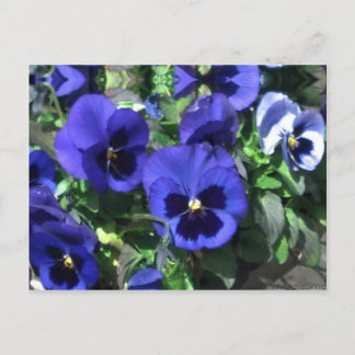 Blue Pansies 2013 Postcard