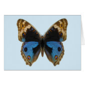 Blue Pansy Butterfly (Front Horizontal)