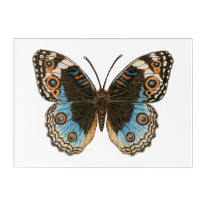 Blue Pansy Butterfly Acrylic Print
