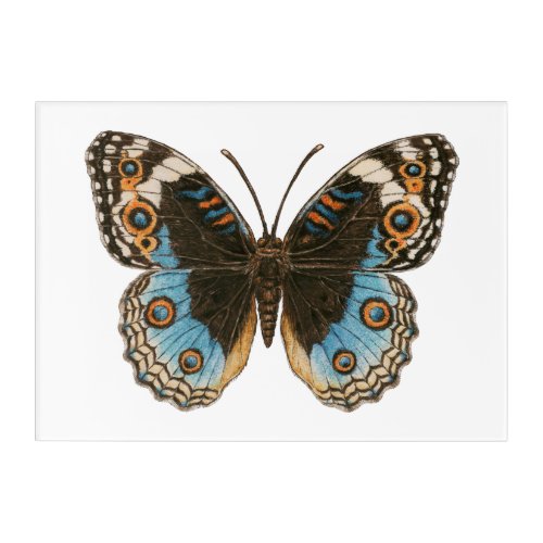 Blue Pansy Butterfly Acrylic Print