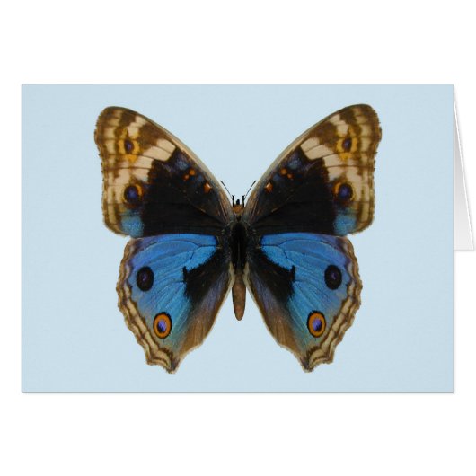 Blue Pansy Butterfly Cards (Front Horizontal)