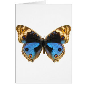 Blue Pansy Butterfly Cards