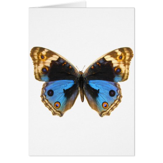 Blue Pansy Butterfly Cards (Front)