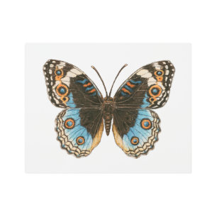 Blue Pansy Butterfly Metal Print