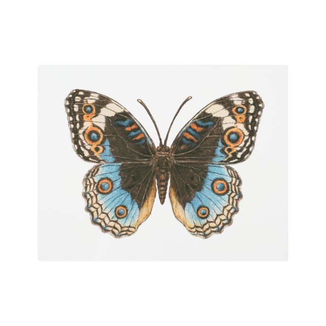 Blue Pansy Butterfly Metal Print (Front)
