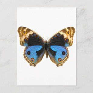 Blue Pansy Butterfly Postcard