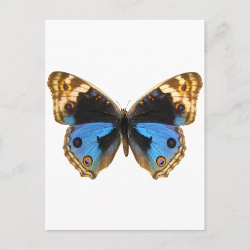 Blue Pansy Butterfly Postcard
