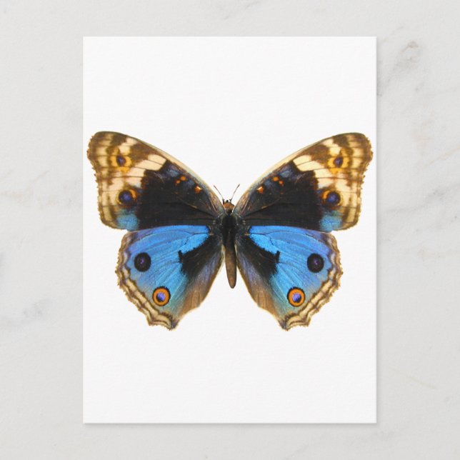 Blue Pansy Butterfly Postcard (Front)