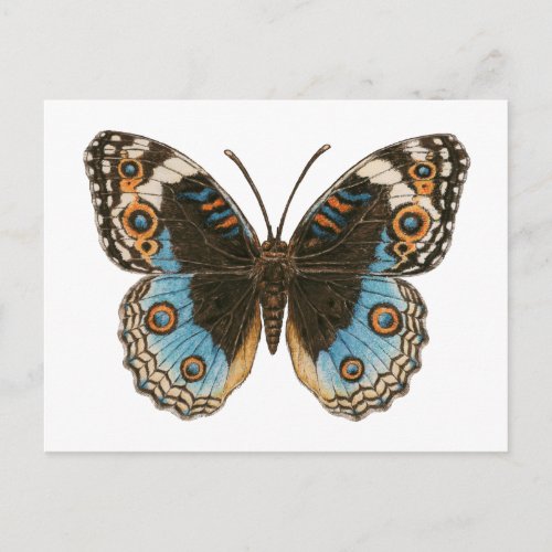 Blue Pansy Butterfly Postcard