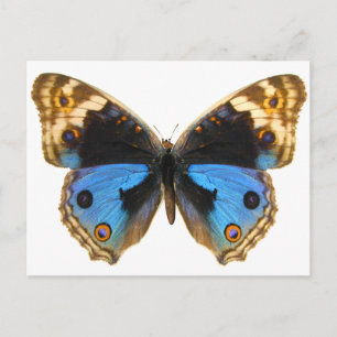 Blue Pansy Butterfly Postcard