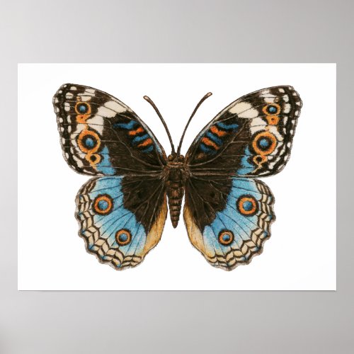 Blue Pansy Butterfly Poster