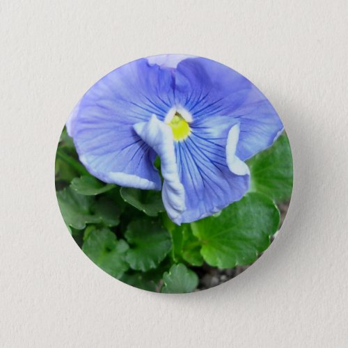 Blue Pansy Button