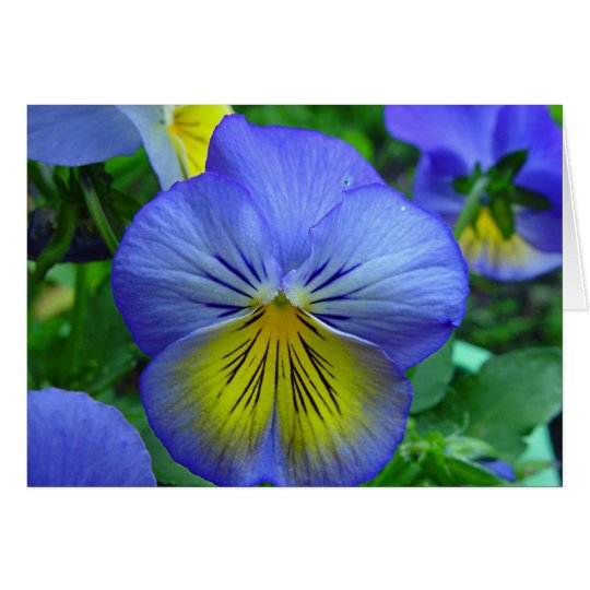 Blue Pansy Card