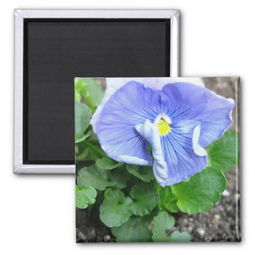 Blue Pansy Magnet