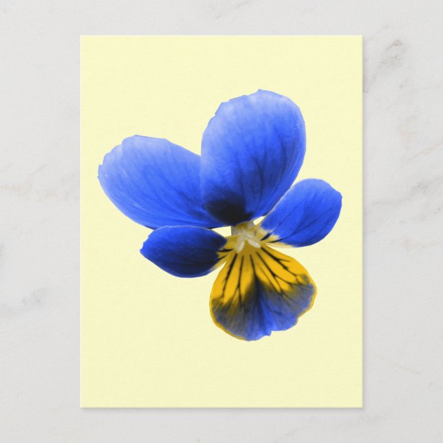 Blue Pansy Postcard (Front)