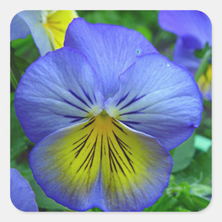 Blue Pansy Square Sticker
