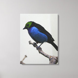 Blue Paradise Tanger Wrapped Canvas Print