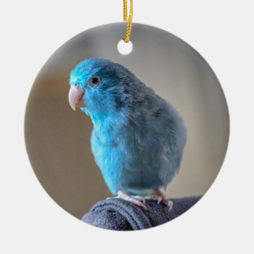Blue Parakeet Ceramic Ornament