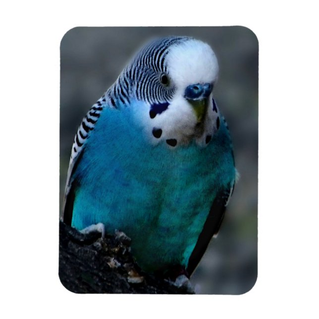 Blue Parakeet Magnet (Vertical)