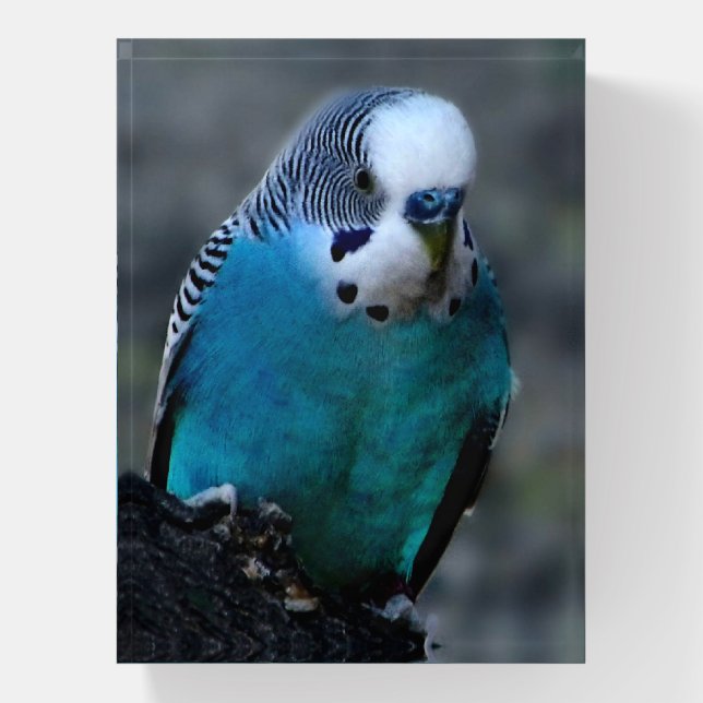 Blue Parakeet Paperweight (Vertical)