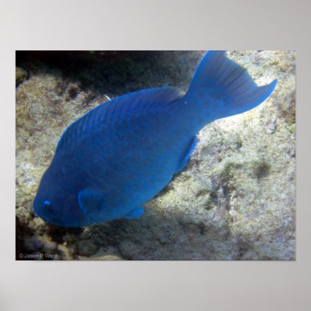 Blue Parrot Fish Poster