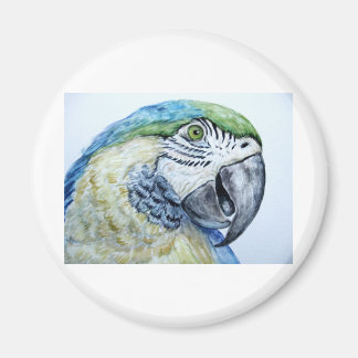 blue parrot magnet