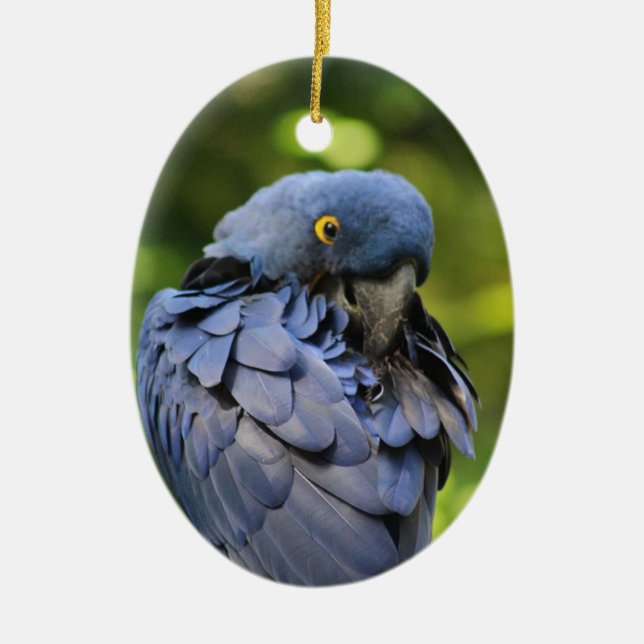 Blue parrot ornament (Front)