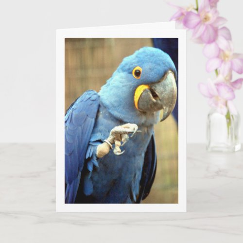 Blue Parrot Portrait Card