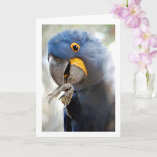 Blue Parrot Portrait Card