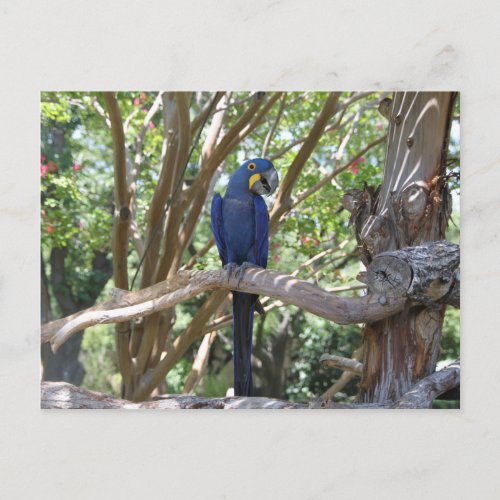 Blue Parrot postcard