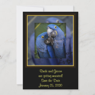 Blue Parrot Wedding Save The Date