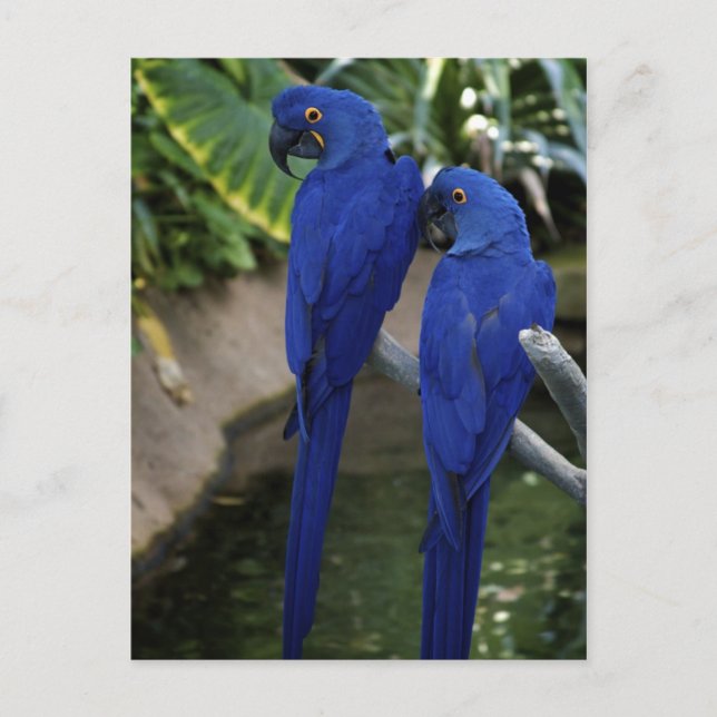Blue Parrots Photo Postcard (Front)