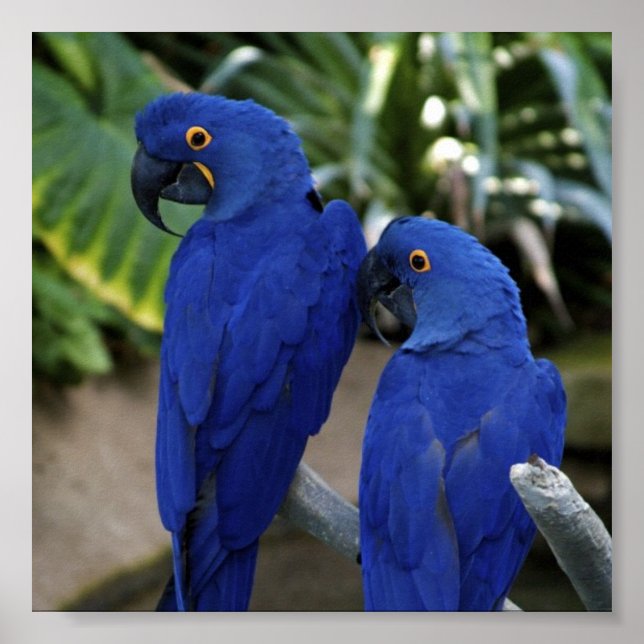 Blue Parrots Photo Poster (Front)