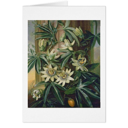 Blue Passion Flower for the 'Temple of Flora' by R (Front)