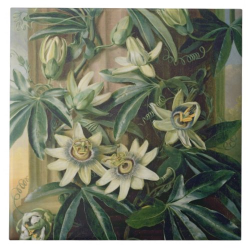 Blue Passion Flower for the Temple of Flora by R Ceramic Tile