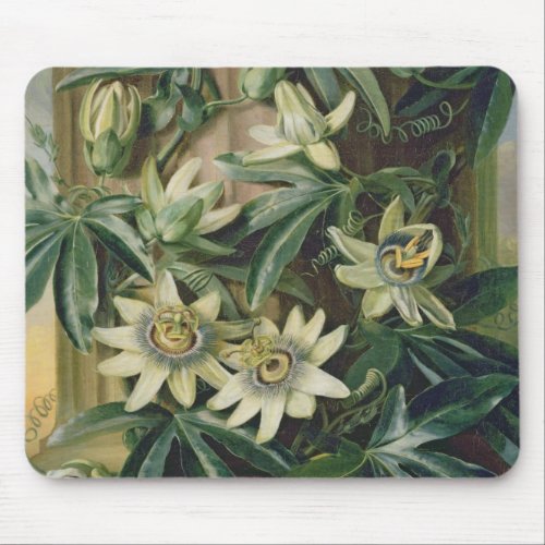 Blue Passion Flower for the Temple of Flora by R Mouse Pad