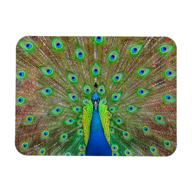 Blue Peacock #3 Magnet (Horizontal)