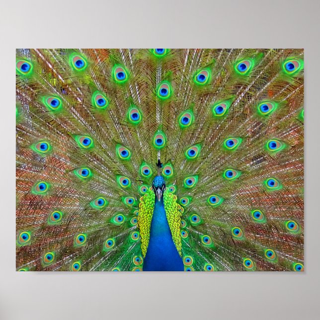 Blue Peacock #3 Poster (Front)