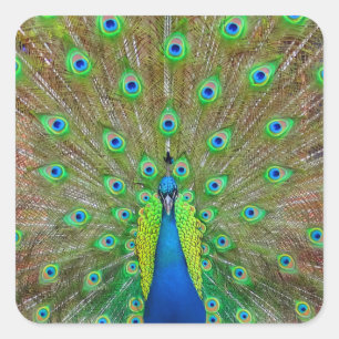 Blue Peacock #3 Sticker