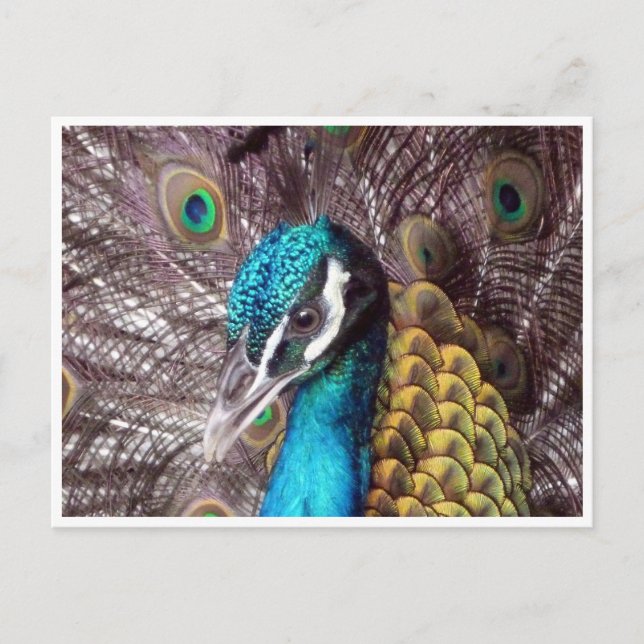 blue peacock face postcard (Front)