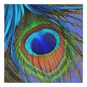 BLUE PEACOCK FEATHER ART FAUX CANVAS PRINT