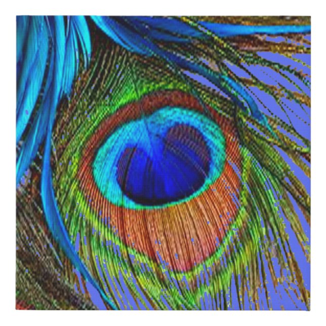 BLUE PEACOCK FEATHER ART FAUX CANVAS PRINT (Front)