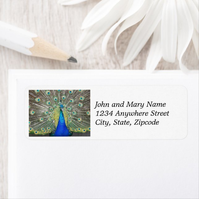 Blue Peacock Feather Plumage Address Label (Insitu)