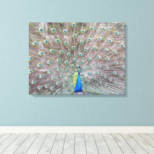 Blue Peacock Feather Plumage Canvas Print