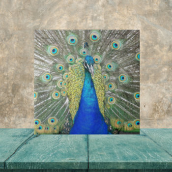 Blue Peacock Feather Plumage Ceramic Tile by northwestphotos at Zazzle