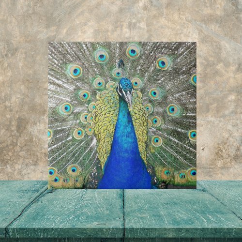 Blue Peacock Feather Plumage Ceramic Tile