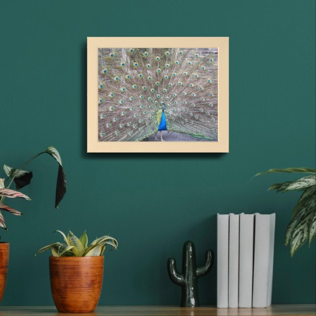 Blue Peacock Feather Plumage Framed Art (Living Room 2)