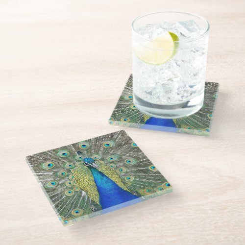 Blue Peacock Feather Plumage Glass Coaster