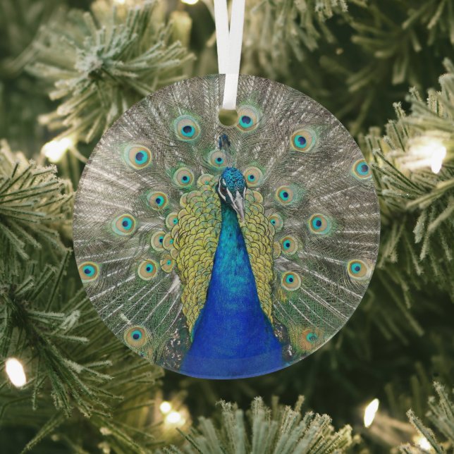 Blue Peacock Feather Plumage Glass Ornament (Insitu)
